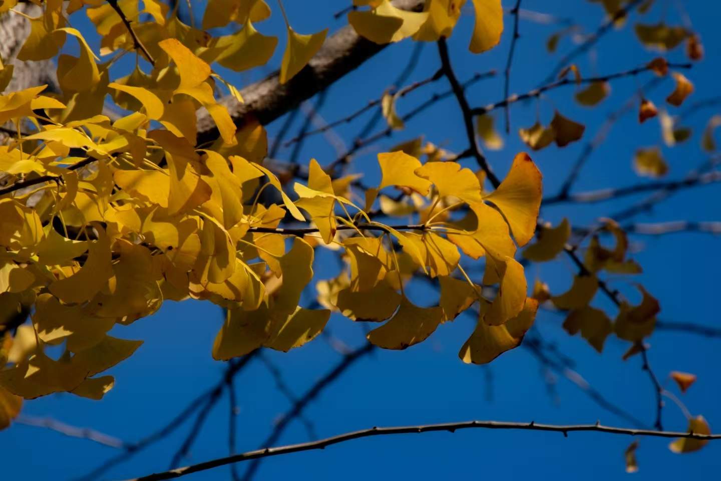 photo(autumn-ginkgo)